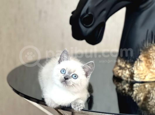 Üst Düzey Kali̇tede Bri̇ti̇sh Shorthai̇r Blue Poi̇nt Yavrum