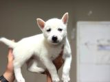 Husky Bebeklerimiz