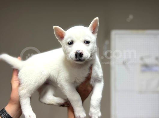 Husky Bebeklerimiz görsel