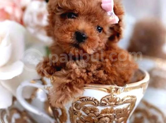 Red Braw Kıpkırmızı Ev Üretimi Tooy Poodle  görsel