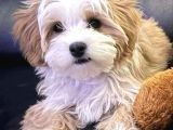 Maltipo Cinsi Yavrular Kahve Tonlu Mini Boy Puppy 