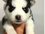 Husky Bebeklerimiz