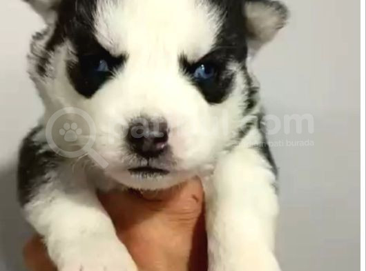 Husky Bebeklerimiz görsel