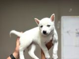 Husky Bebeklerimiz