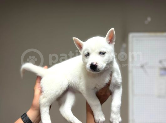 Husky Bebeklerimiz görsel