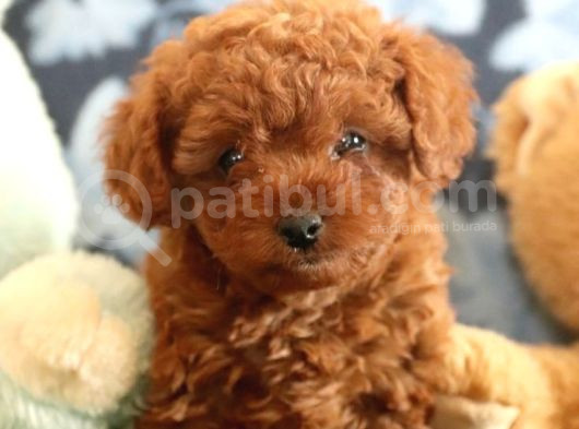 Red Braw Kıpkırmızı Ev Üretimi Tooy Poodle 