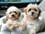 Maltipo cinsi yavrular kahve tonlu mini boy puppy 