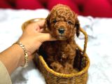 Orjinal Korea Kan Toypoodle Yavrularımız Gelmistir