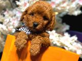 Toy poodle