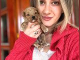 Toy Poodle Yavrular