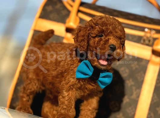 Red Brown Üst Kalite Toy Poodle Yavrular