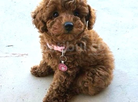 2 Ve 3 Kg Garantisi Altında Red Tooy Poodle Sevi̇mli̇ Kipkirmi
