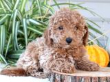 Kahve Tonlu Puppy Kıvırcık Tüylü Malti̇po Ci̇nsi̇ 
