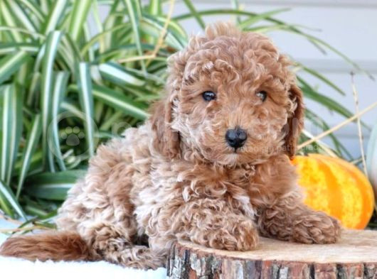Kahve Tonlu Puppy Kıvırcık Tüylü Malti̇po Ci̇nsi̇  görsel