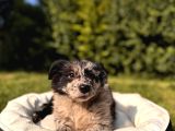 Dunyani̇n En Zeki̇ Irki Border Collie