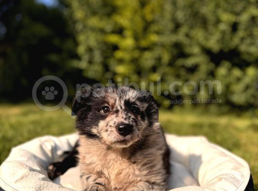 Dunyani̇n En Zeki̇ Irki Border Collie görsel