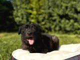 Dunyani̇n En Zeki̇ Irki Border Collie