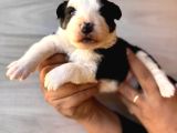 Dunyani̇n En Zeki̇ Irki Border Collie