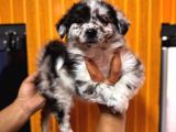 Dunyani̇n En Zeki̇ Irki Border Collie