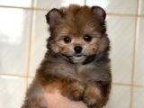 Pomerani̇an Poodle Pomapo Yavrumuz