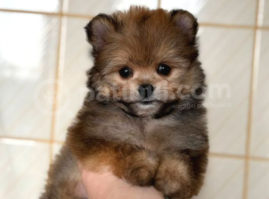 Pomerani̇an Poodle Pomapo Yavrumuz görsel