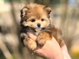 Pomerani̇an Poodle Pomapo Yavrumuz