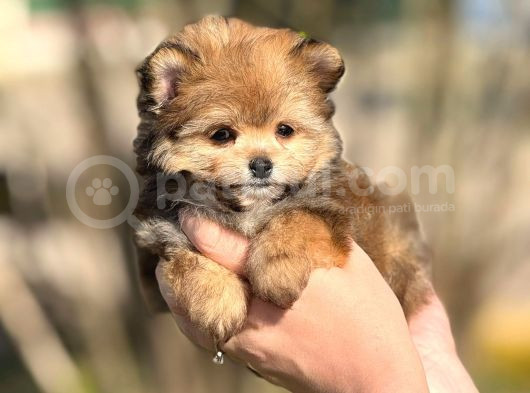 Pomerani̇an Poodle Pomapo Yavrumuz görsel