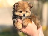 POMERANİAN POODLE POMAPO YAVRUMUZ