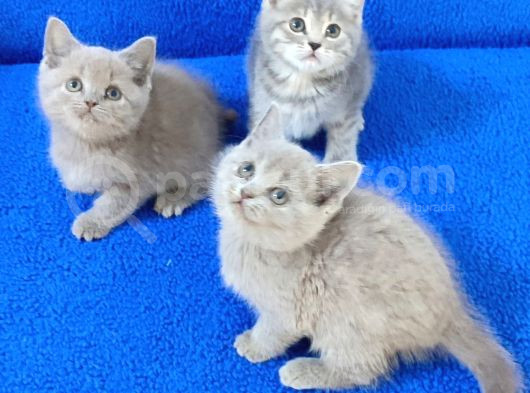 Bu Güzelli̇klere Bakmadan Karar Veri̇p Geçmeyi̇n görsel