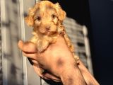 Maltipoo Kızım