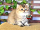 BRİTİSH LONGHAİR ERKEK