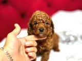 Orjinal Korea Kan Toypoodle yavrularımız gelmistir