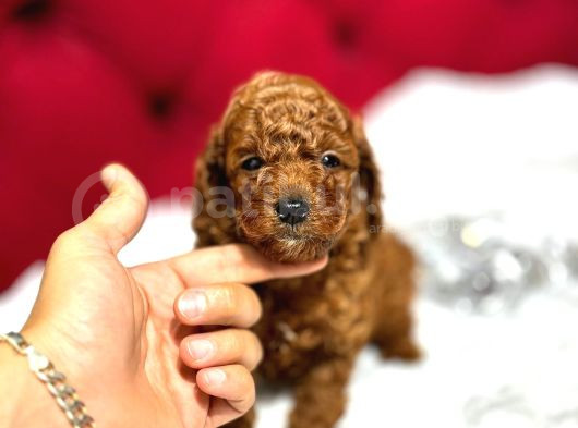 Orjinal Korea Kan Toypoodle Yavrularımız Gelmistir