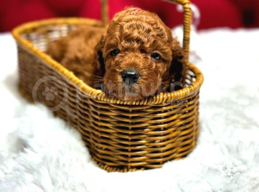 Orjinal Korea Kan Toypoodle Yavrularımız Gelmistir görsel