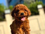 Red Brown Üst Kalite Toy Poodle Yavrular