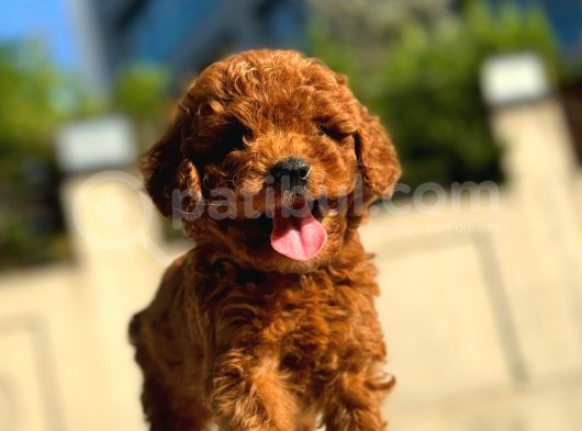 Red Brown Üst Kalite Toy Poodle Yavrular görsel