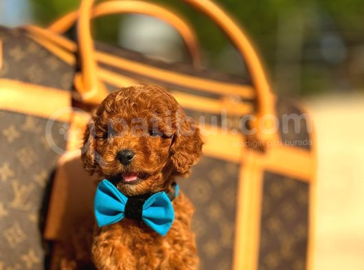 Red Brown Üst Kalite Toy Poodle Yavrular görsel
