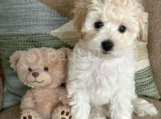 Kahve Tonlu Puppy Kıvırcık Tüylü Malti̇po Ci̇nsi̇ 