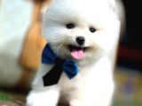 Pomeranian Yavrularımız Evinizin Neşesi Olacaktır