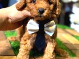 Poodle Yavrular