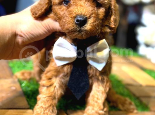 Poodle Yavrular görsel