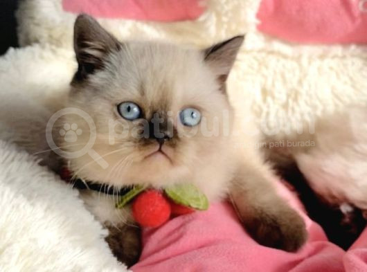 Nadir Ve Özel Cinnamonpoınt Brıtısh Shorthair görsel