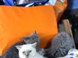 2Buçuk Aylık Bluepoint Ve British Shorthair Yavrularımız