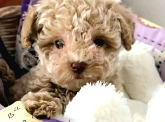 Kahve Tonlu Mini Boy Puppy Sevimli Yavrular Malti̇po Ci̇nsi̇ 