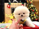 Teddy Surat Pomerani̇an Yavrulari