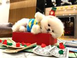 Teddy Surat Pomerani̇an Yavrulari
