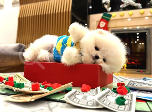 Teddy Surat Pomerani̇an Yavrulari görsel