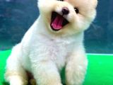 TEDDY SURAT POMERANİAN YAVRULARI