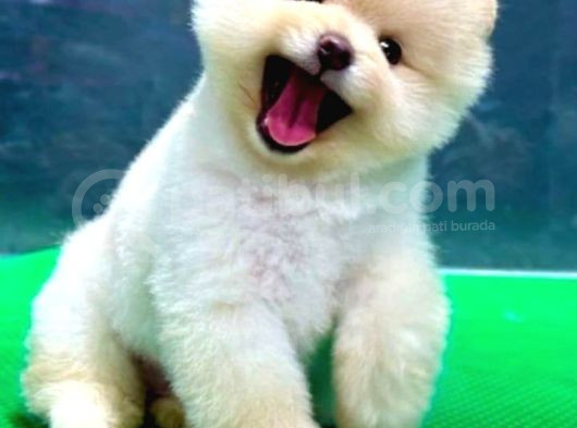 Teddy Surat Pomerani̇an Yavrulari