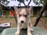 Sibirya Kurdu Husky Yavruları